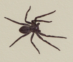 Palystes superciliosus