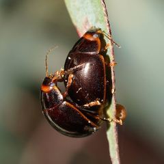 Paropsisterna rufipes