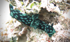 Nembrotha cristata