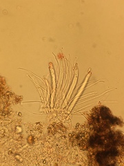 Pezoloma ciliiferum