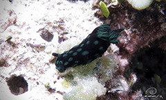Nembrotha cristata