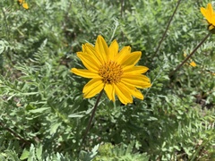 Balsamorhiza macrolepis