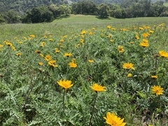 Balsamorhiza macrolepis