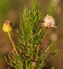 Euryops pinnatipartitus