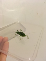 Caedicia simplex