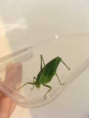 Caedicia simplex
