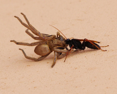 Tachypompilus ignitus