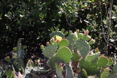 Opuntia × demissa