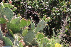 Opuntia × demissa