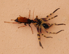 Tachypompilus ignitus