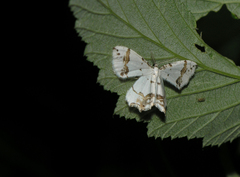 Eversmannia exornata