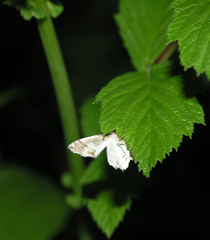 Eversmannia exornata