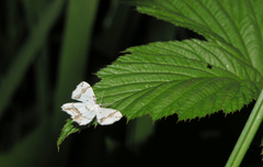 Eversmannia exornata