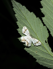 Eversmannia exornata