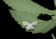 Eversmannia exornata