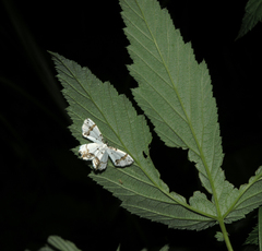 Eversmannia exornata