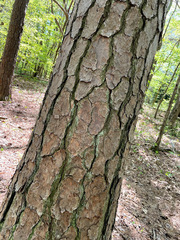 Pinus × sondereggeri