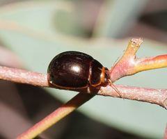 Paropsisterna rufipes