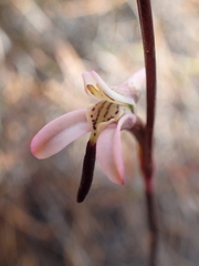 Disa inflexa