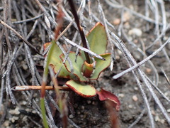 Disa inflexa