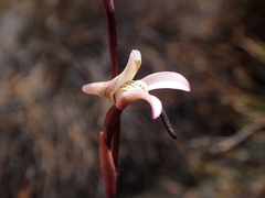 Disa inflexa