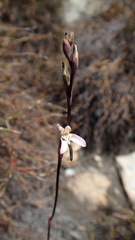 Disa inflexa