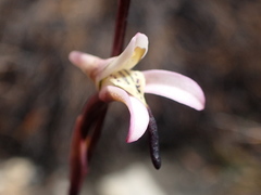Disa inflexa