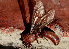 Dorylus helvolus