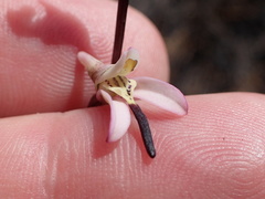 Disa inflexa
