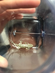 Tarentola mauritanica