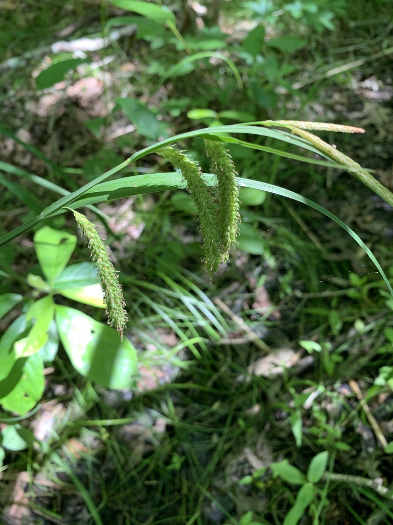Mitchell's sedge