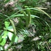 Carex mitchelliana - Photo (c) margaretcurtin,  זכויות יוצרים חלקיות (CC BY-NC)