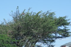 Vachellia sieberiana