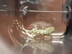 Tarentola mauritanica