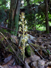 Corallorhiza maculata occidentalis
