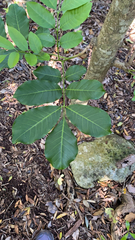 Dysoxylum spectabile