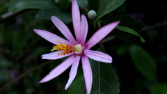 Grewia occidentalis occidentalis