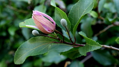 Grewia occidentalis occidentalis