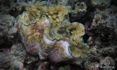 Tridacna gigas