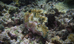 Tridacna gigas