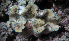 Tridacna gigas
