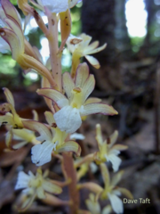 Corallorhiza maculata occidentalis