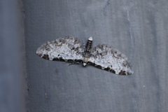 Eupithecia ravocostaliata