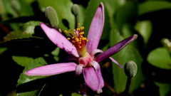 Grewia occidentalis occidentalis
