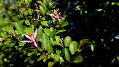 Grewia occidentalis occidentalis