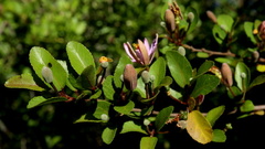 Grewia occidentalis occidentalis