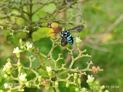 Thyreus himalayensis