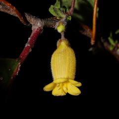 Marianthus bignoniaceus