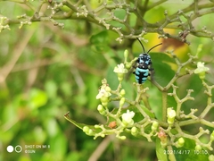 Thyreus himalayensis