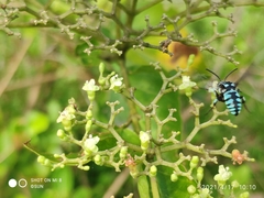 Thyreus himalayensis